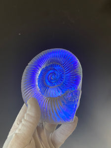 Ammonite “Spectral”
