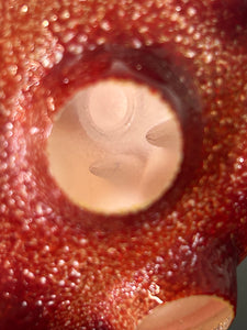 Nodule #276 NEW!”Blood Glow”