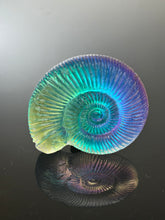 Chromatic Ammonite