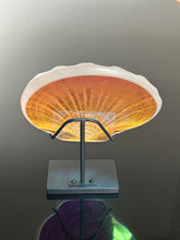 Sunset Scallop