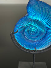 Aqua Aural Ammonite