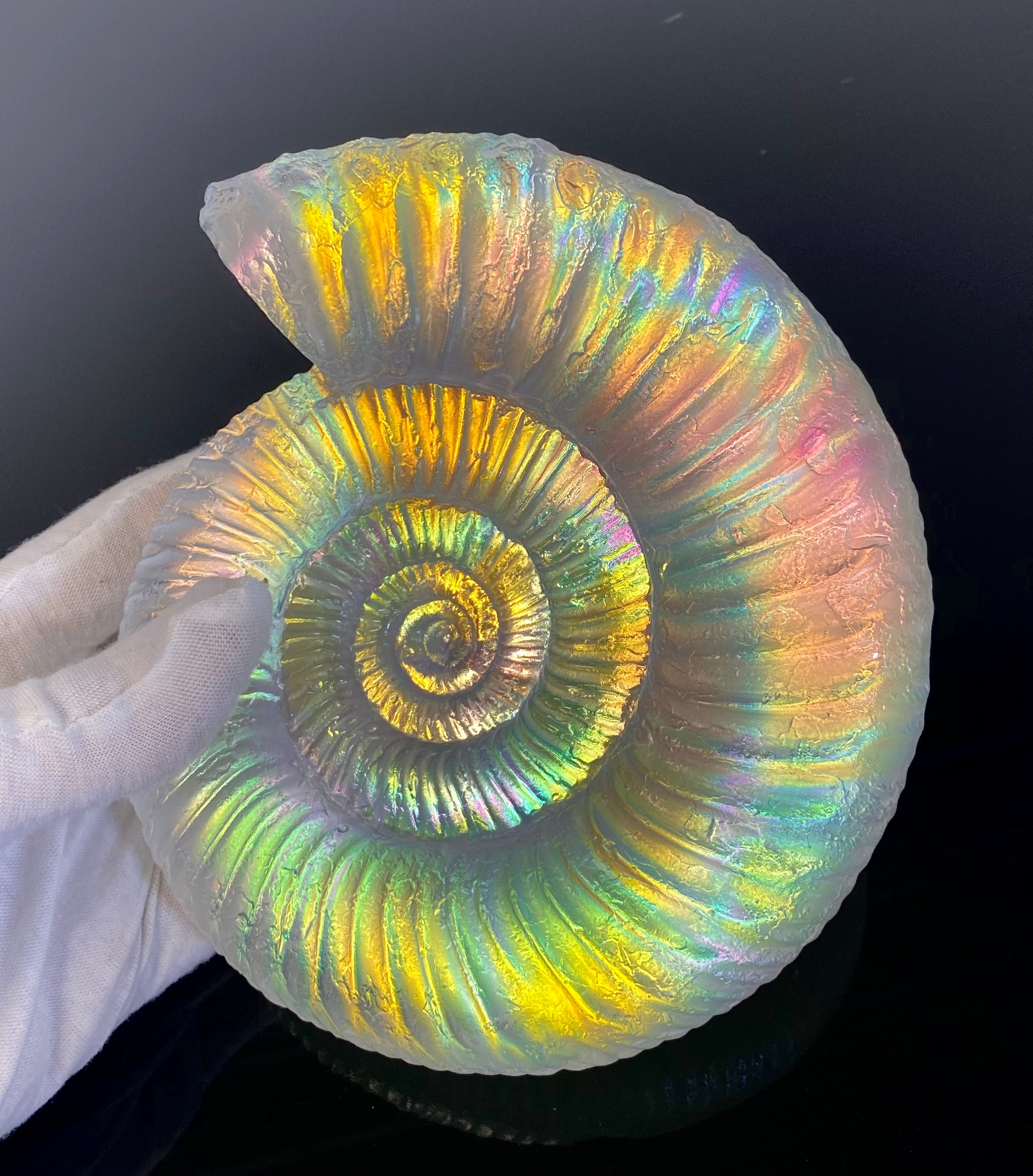 Sea life – Shop J Sinkus Glass