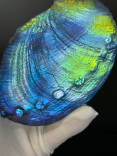 Cosmic Abalone “sale”