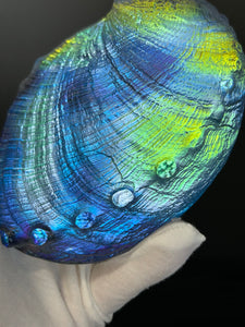 Cosmic Abalone “sale”