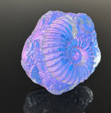 Amethyst Ammonites