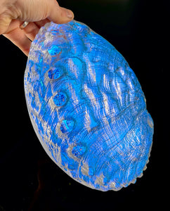 Aural Abalone (large with stand)