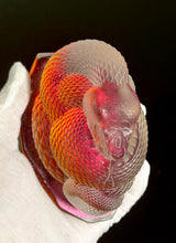 Hot Fire Rattle Snake “NEW!”