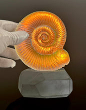 Ammonite Stone