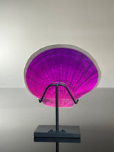 Sunset Scallop
