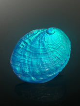Aqua Aural Abalone “small”