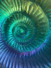 Chromatic Ammonite