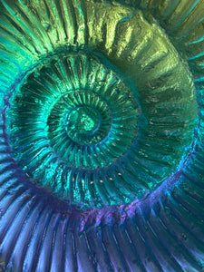 Chromatic Ammonite