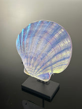 Golden Purple Scallop