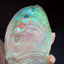 Glass Aural Abalone