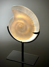 Opal Ammonite