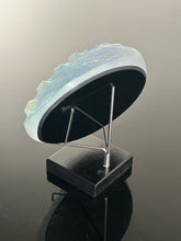 Rainbow Abalone