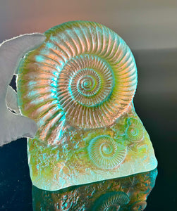 Sun Stone Ammonite