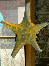 Large Aural Sea Star w/stand