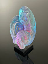 Rainbow Ammonite Cluster