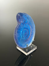 Aqua Aural Ammonite
