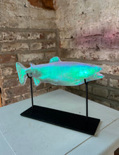 Aural Rainbow Trout