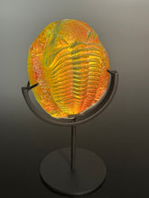 Lava glow Trilobite w/stand
