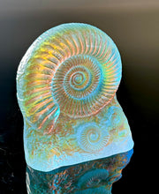 Sun Stone Ammonite