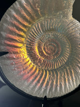 Opal Ammonite