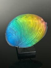 Rainbow Abalone