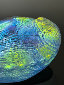 Cosmic Abalone “sale”