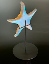 Large Aural Sea Star w/stand