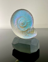 Ammonite Stone