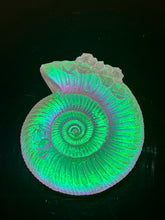 Crystalized Aural Ammonite