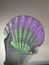 Sunset Scallop