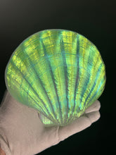 Sunset Scallop