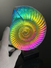 Rainbow Ammonite lg