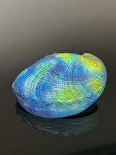 Cosmic Abalone “sale”