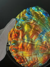 Cosmic Abalone “Large with stand”