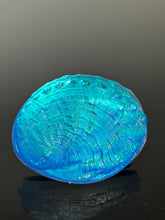 Aqua Aural Abalone “small”