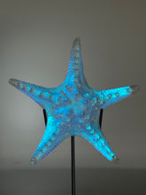 Large Aural Sea Star w/stand
