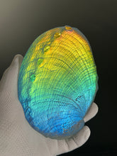 Rainbow Abalone