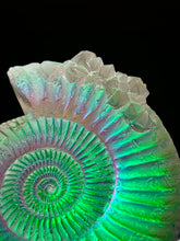 Crystalized Aural Ammonite