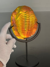 Lava glow Trilobite w/stand