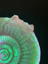 Crystalized Aural Ammonite