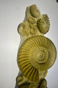 “Ancient Ammonite” in olivine