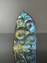 Chromatic Ammonites Sculpture