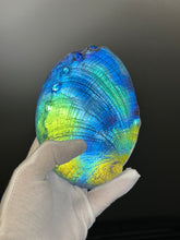 Cosmic Abalone “sale”