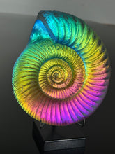 Rainbow Ammonite lg