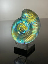 Ancient Ammonite