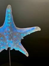 Large Aural Sea Star w/stand